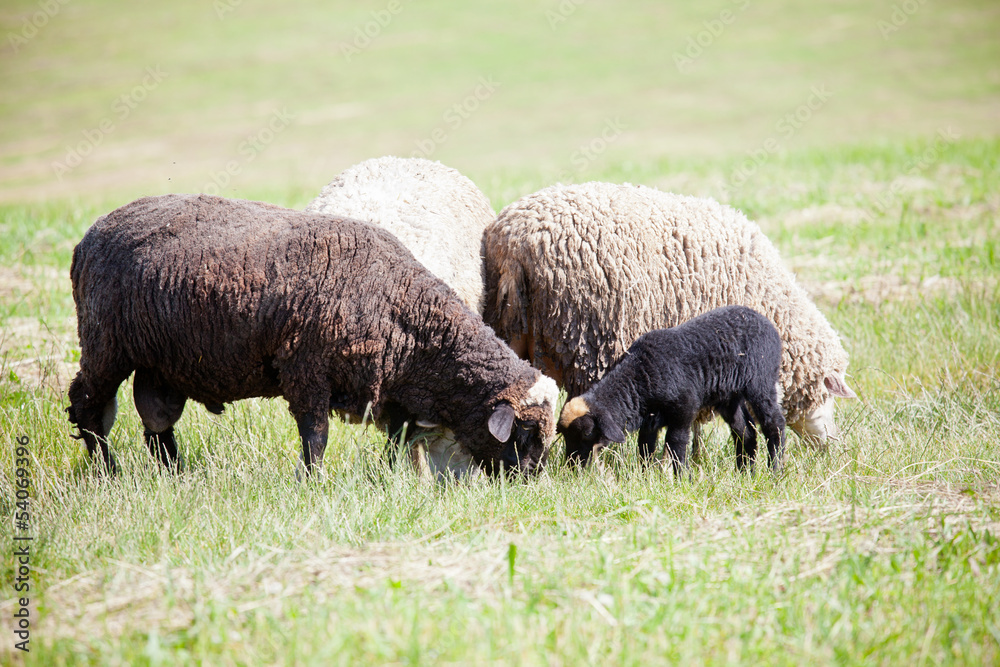 Fototapeta premium Lambs