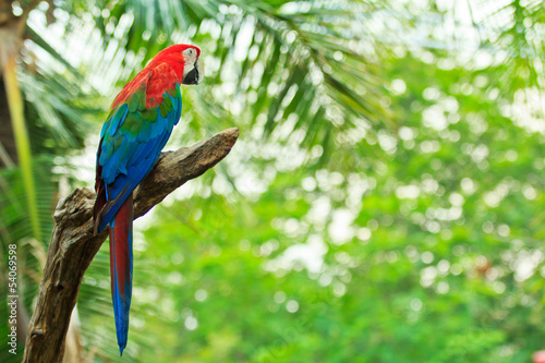 Macaw parrot © Photo Gallery