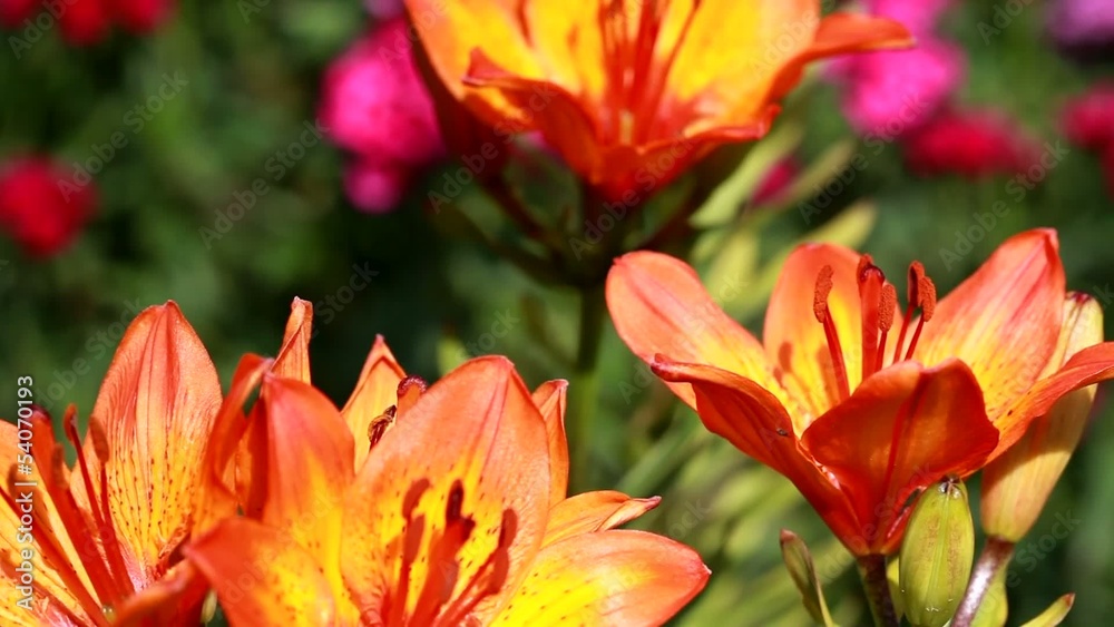 Sliding clip of orange flowers