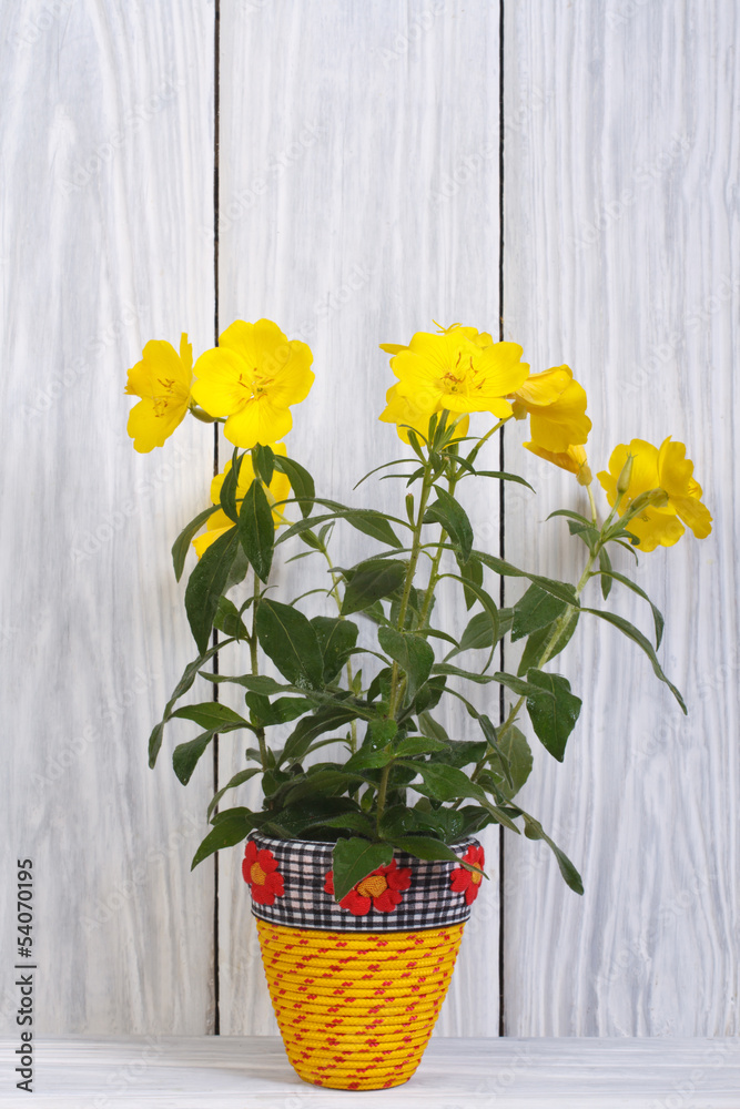 Evening primrose yellow flowers in a vase
