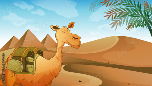 A camel at the desert