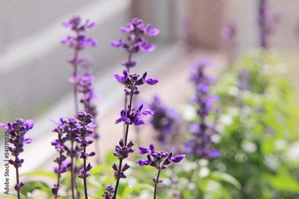 Naklejka premium ベランダのラベンダー