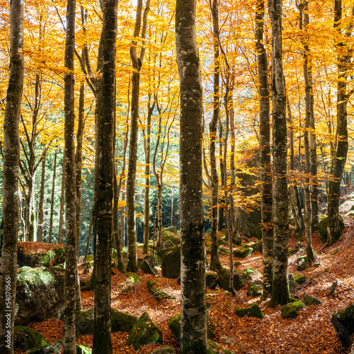 Fototapeta samoprzylepna jesienny las z kolorowymi liśćmi
