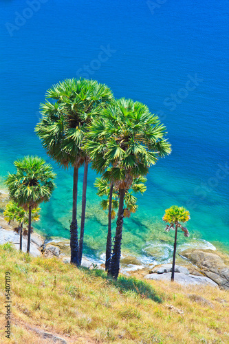 Sugar palm on Phuket island of Thailand © Photo Gallery