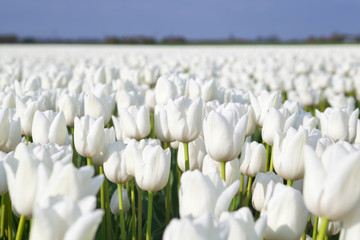 Wandcirkels Tulp Witte tulpen in bloemenveld  © Olha Rohulya