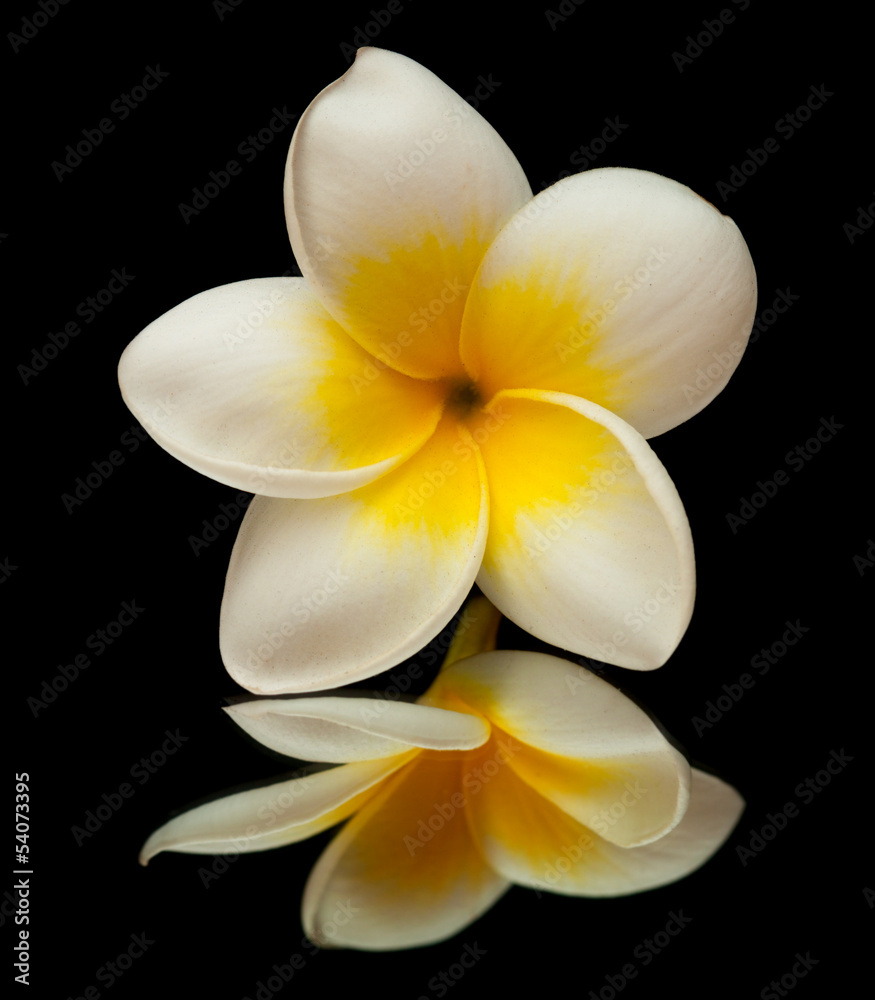 Naklejka premium frangipani flower