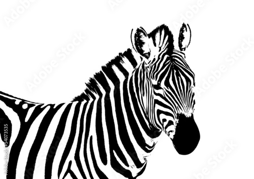 zebra vector
