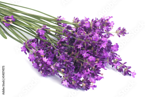 Bouquet of blue lavender flowers isolated on white background