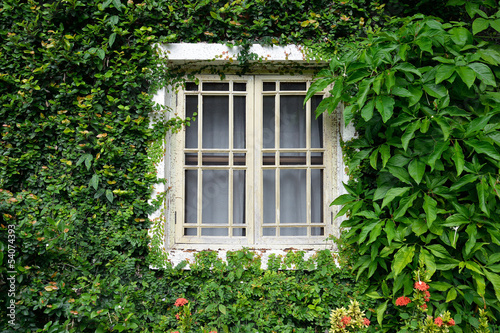 window covered with green ivy