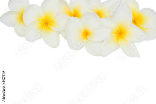 border of frangipani flowers
