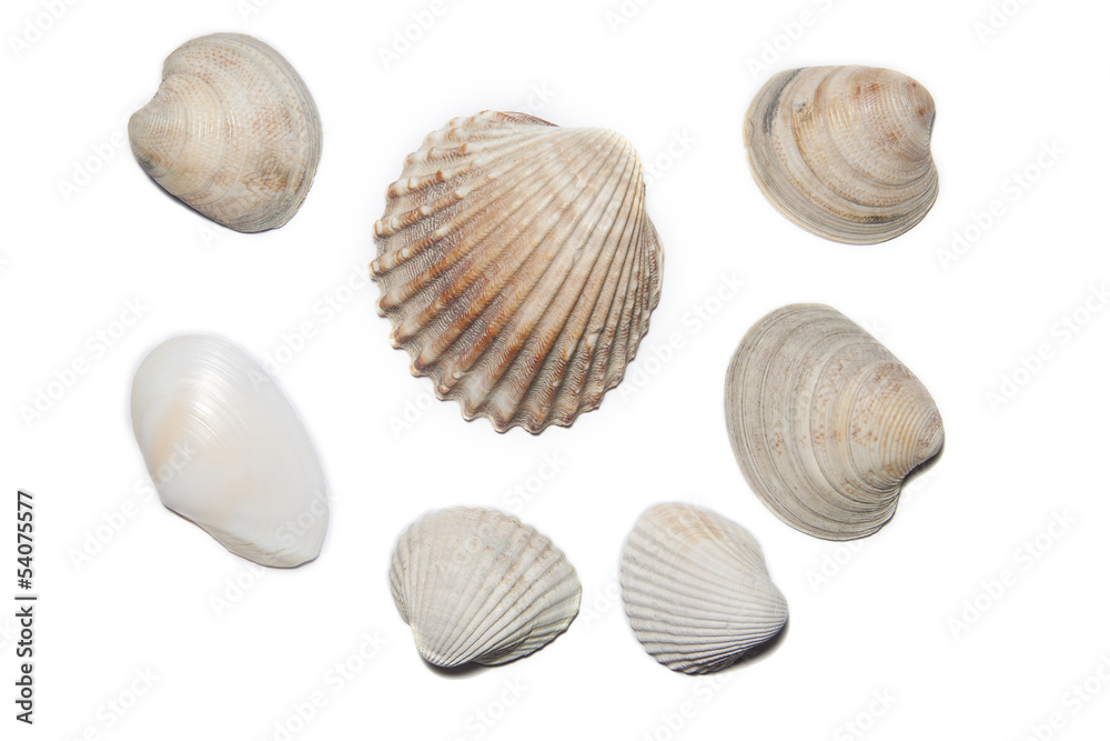 Sea Shells Sea Shells