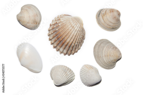 Sea Shells © invisiblesk