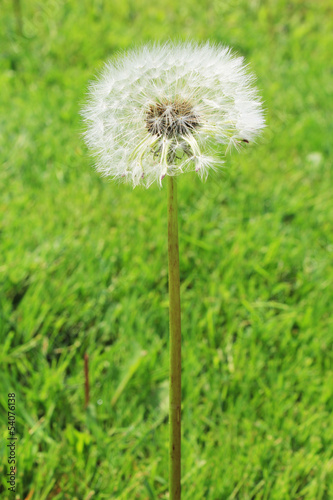 Dandelion fluff -