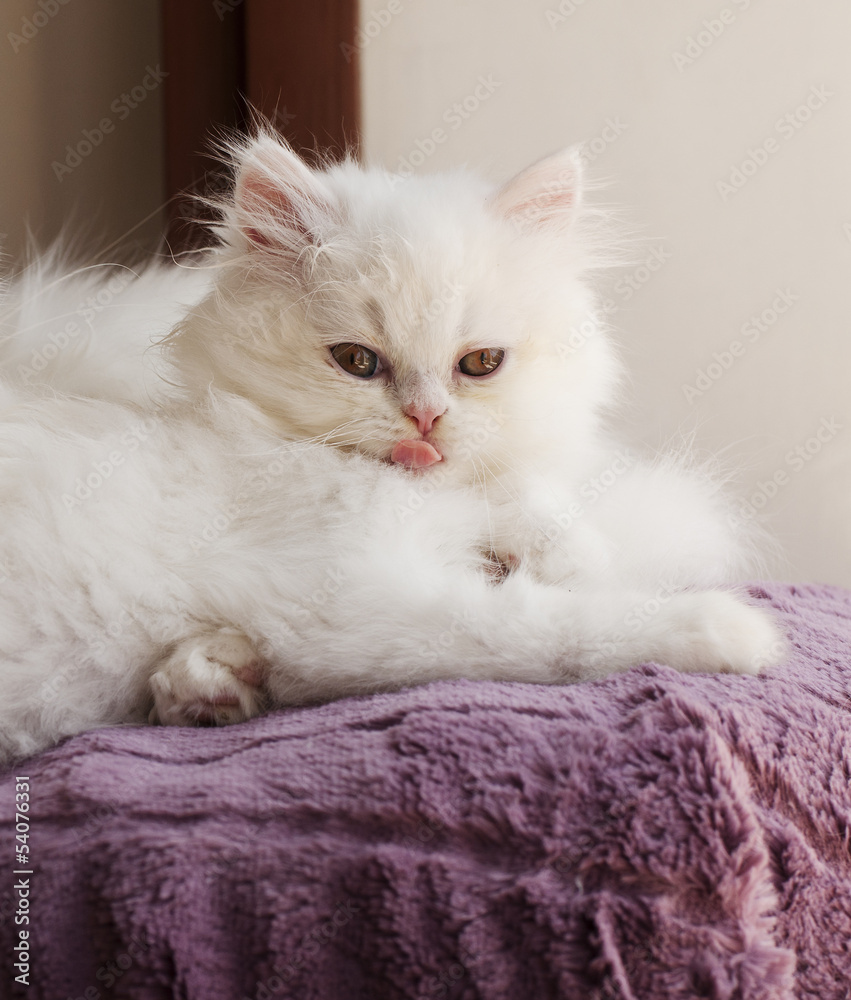 Kitten licking mouth