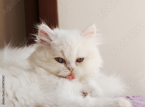 Kitten licking mouth