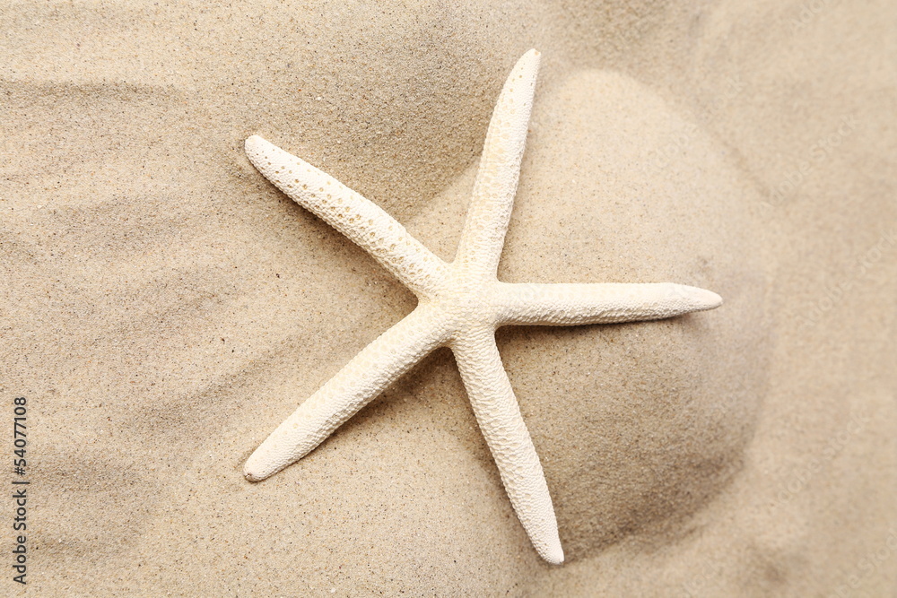 White starfish on a sand background. Close up. White starfish on a sand background. Close up.
