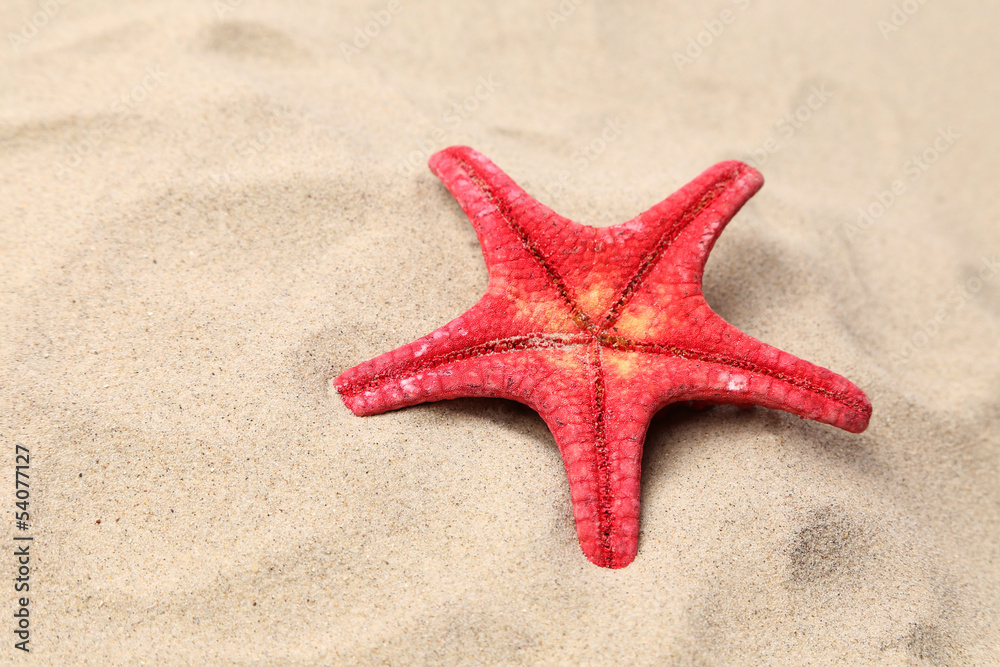 Red starfish on a sand background. Close up. Red starfish on a sand background. Close up.