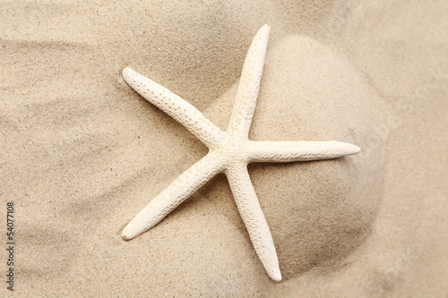 White starfish on a sand background. Close up.