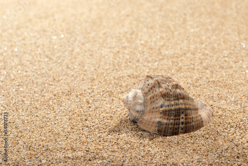 Shell and sand