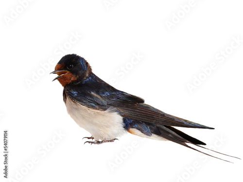 Barn Swallow, Hirundo rustica isolated on white background photo