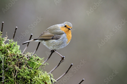 Robin, Erithacus rubecula © Erni