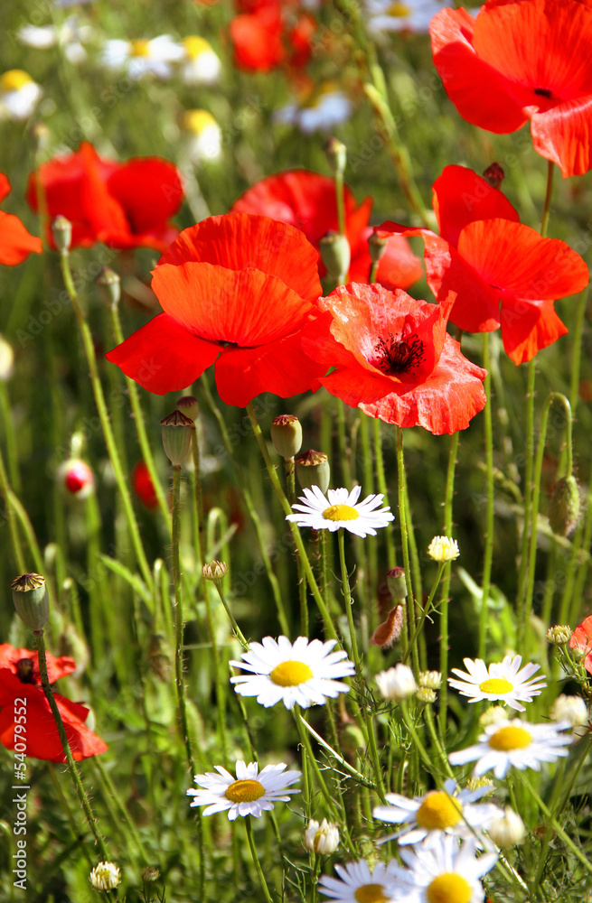 Fototapeta premium Red poppy field
