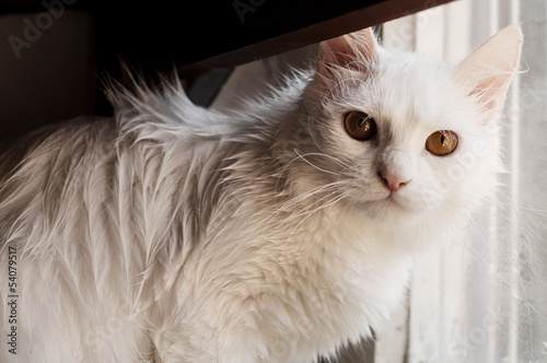Wet cat