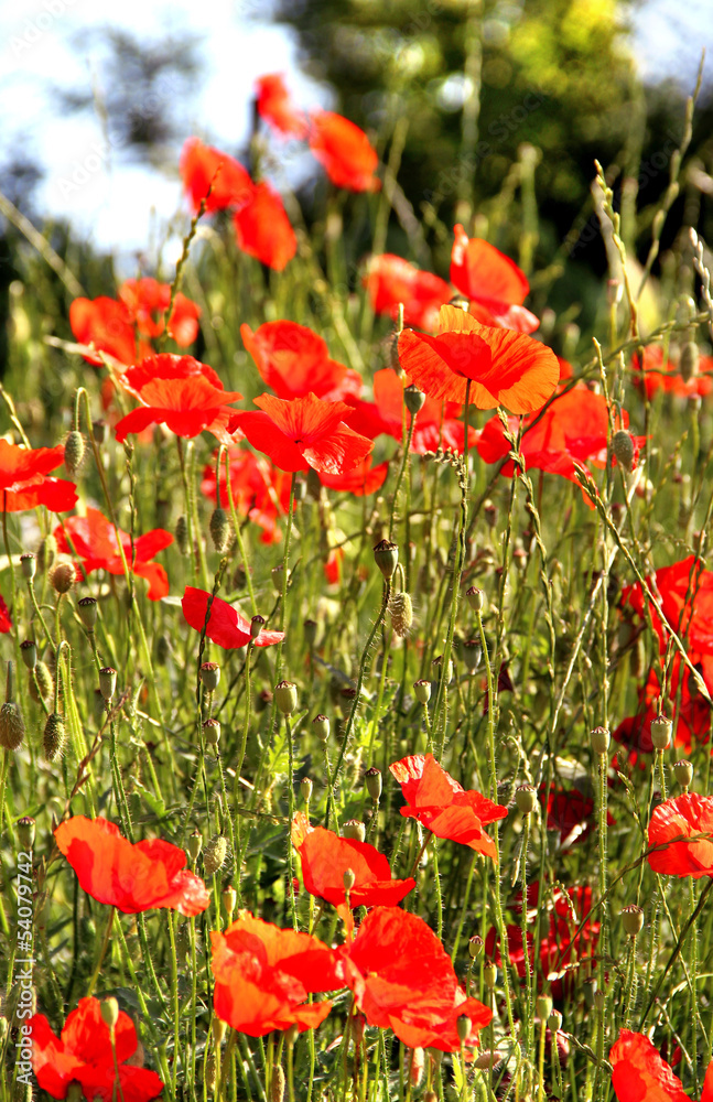 Obraz premium Red poppy field
