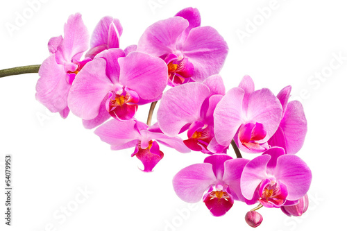 Fototapeta Naklejka Na Ścianę i Meble -  Pink orchid on a white background