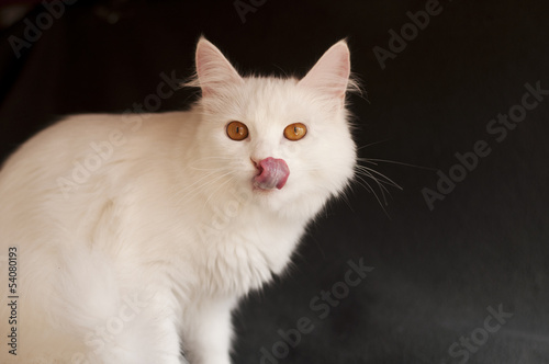 White Persian cat licking its mouth © fotosmile777
