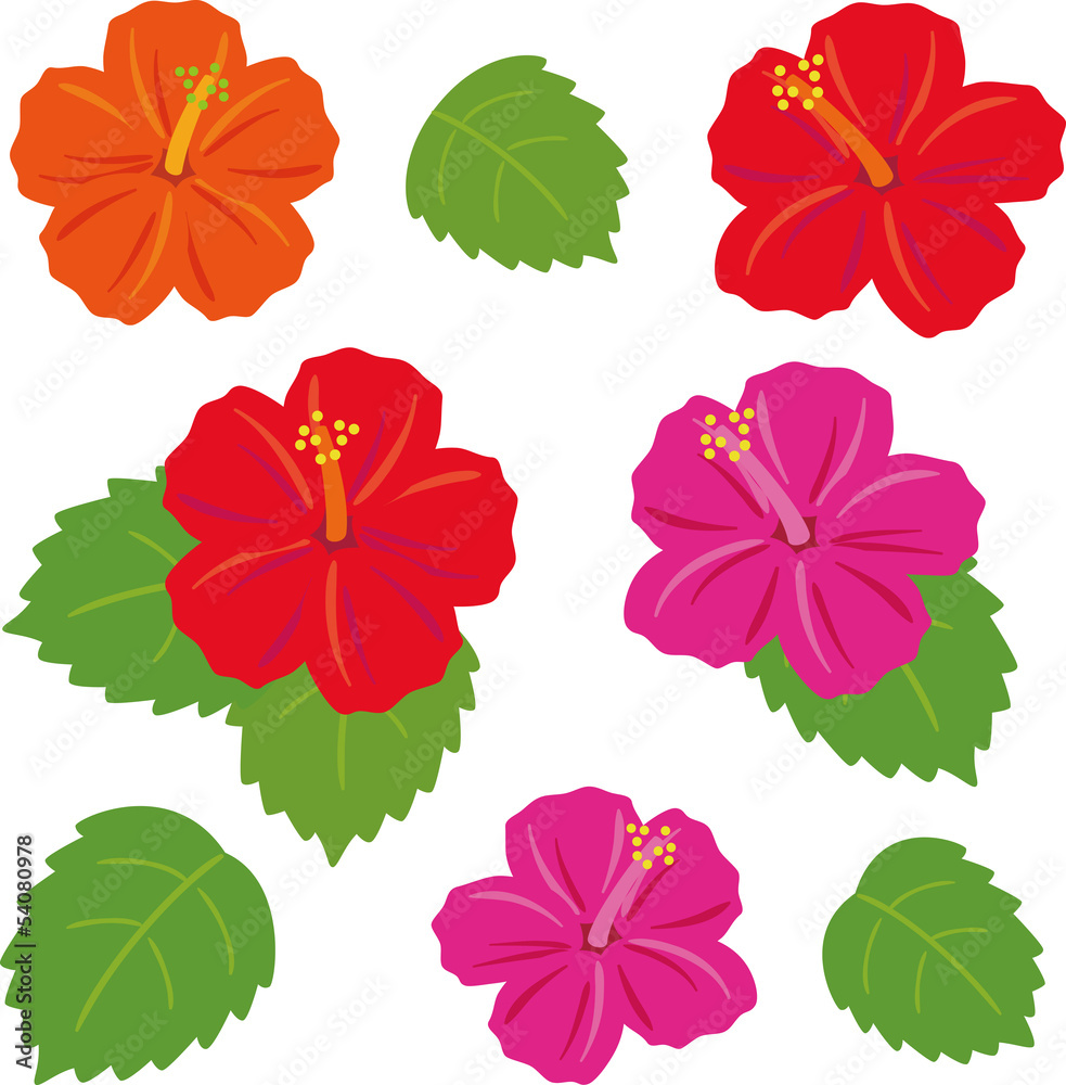 ハイビスカスの花と葉 ハイビスカスの花と葉
