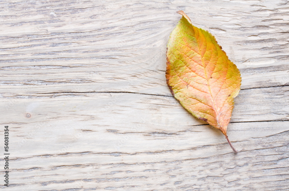 herbstblatt auf brett herbstblatt auf brett