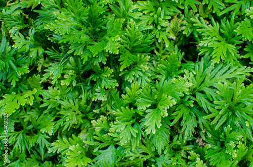 Texture of a green leaf as background