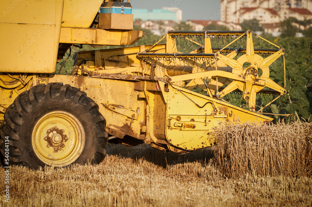 Fototapeta premium Combine harvesting wheat