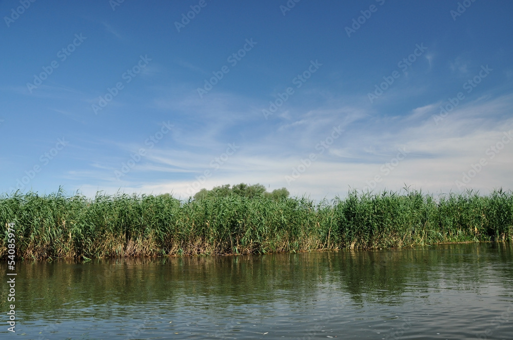 Swamp vegetation in the Danube Delta Swamp vegetation in the Danube Delta