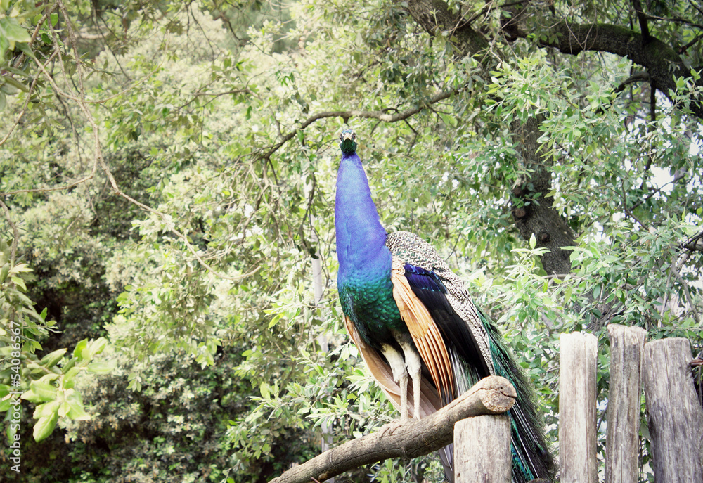 Fototapeta premium Male peacock