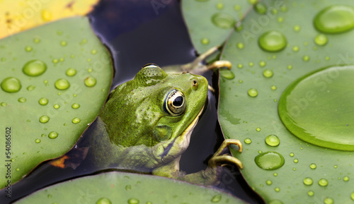 Fotografiet Frog on lily pad