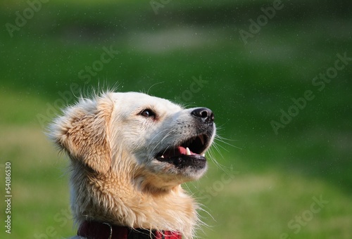 golden retriever regardant son aître