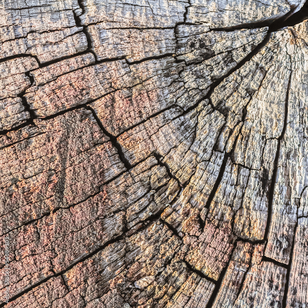 Old Weathered Cracked Wooden Trunk Cross Section Old Weathered Cracked Wooden Trunk Cross Section