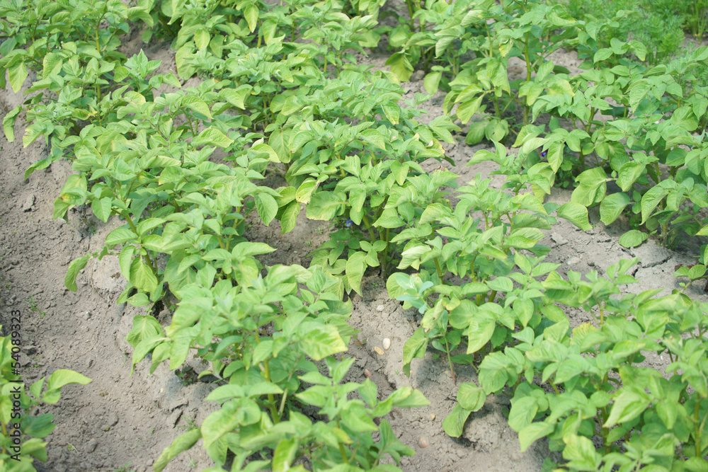 Kartoffelpflanze im Garten Kartoffelpflanze im Garten