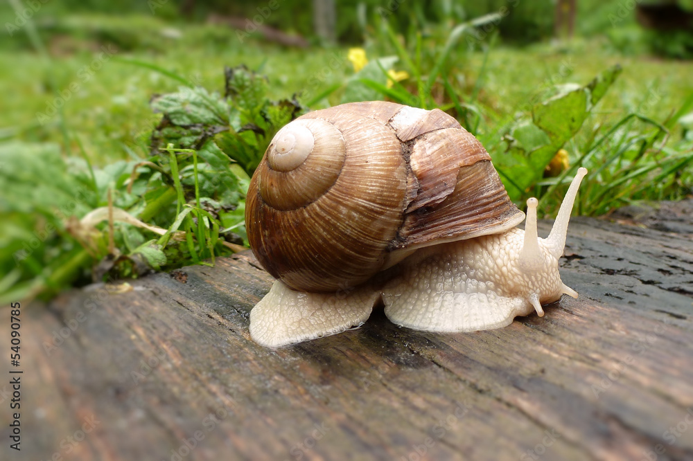 Schnecke... Schnecke...
