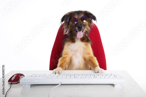 Hund mit Brille sitzt vor Computer witzig photo