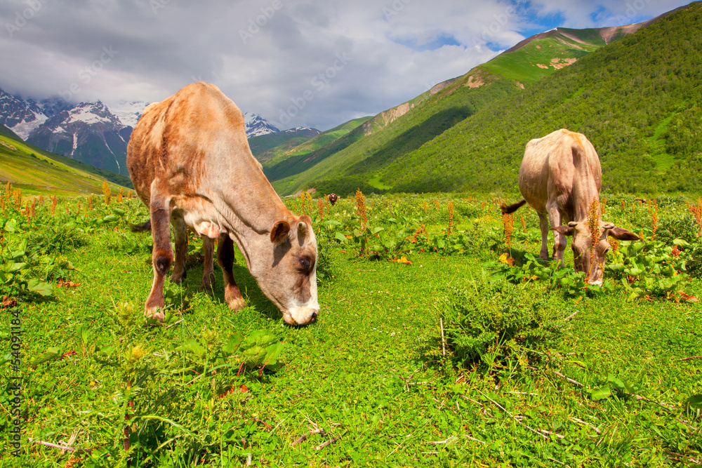 Cattle on a mountain pasture. Summer sunny day