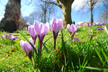 Wandcirkels Krokussen Bloeiende krokussen in zonlicht  © Jane