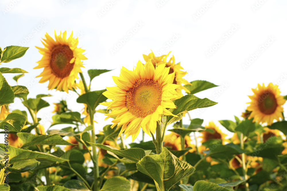Obraz premium sunflowers