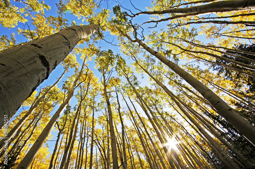 Aspen trees with fall color, San Juan National Forest, Colorado photo