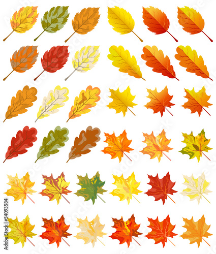 Collection of color autumn leaves