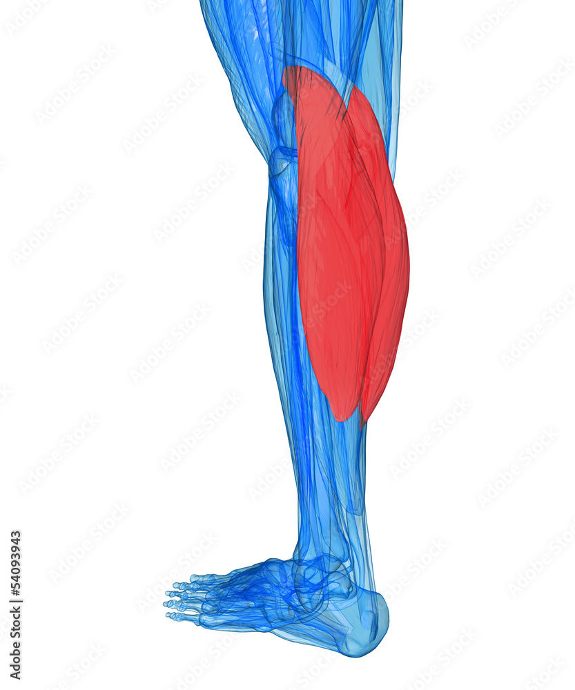 Calves Anatomy Muscles Stock Illustration Adobe Stock