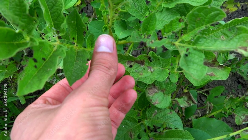 collecting beetles on potato leaves collecting beetles on potato leaves