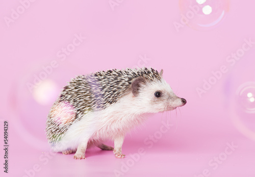 hedgehog